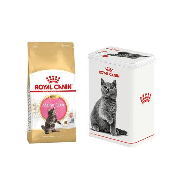 Сухой корм Royal Canin Maine Coon Kitten для котят мейн-кунов до 15 месяцев, 2 кг + контейнер в подарок